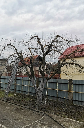 Rizikový výrub Rizikový výrub